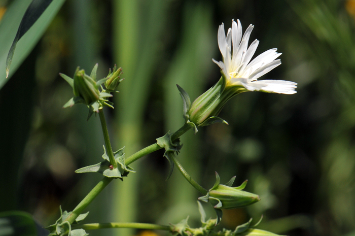 California Chicory blooms from March or April to May and June and is somewhat reliant on winter rainfall. Rafinesquia californica